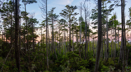 Obraz na płótnie Canvas Scenic forest with a beautiful view on the Ocean Coast during a vibrant colorful sunrise. Wild Pacifc Trail, Ucluelet, Vancouver Island, BC, Canada.