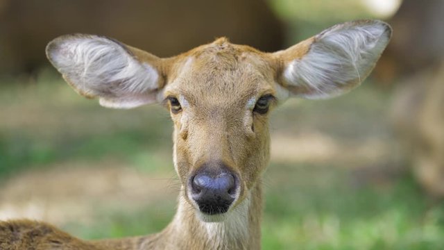 Close Up face of Eld's deer with natural background. Eld's deer (Panolia eldii) also known as the thamin or brow-antlered deer, is an endangered species of deer indigenous to South Asia.