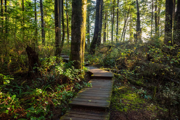 Beautiful Wooden Path in the Woods with colorful green trees leading to Kennedy Lake. Taken near...