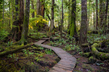 Beautiful Wooden Path in the Woods with colorful green trees leading to Kennedy Lake. Taken near Tofino, Vancouver Island, BC, Canada. - obrazy, fototapety, plakaty