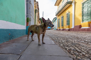 Poor, unwanted, homeless dog in the Streets of Old City of Trinidad, Cuba, during a sunny day.