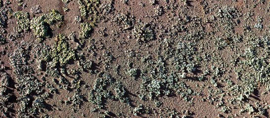 Moss on rusty metal as an abstract background