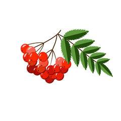 Bunch of red rowan berries with leaves isolated on white