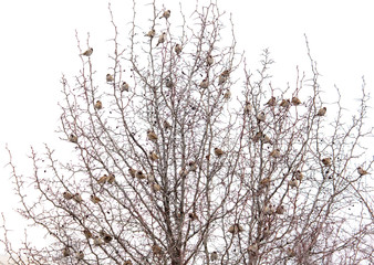 Fototapeta na wymiar A flock of sparrows on the branches of a tree
