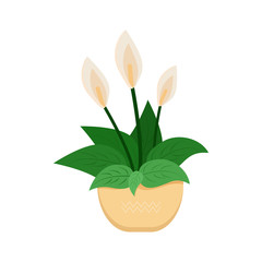 Spathiphyllum indoor house plant in brown pot, element for decoration home interior vector Illustration on a white background