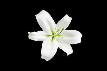 One big white lily flower with green stamens on black background isolated close up top view, single beautiful blooming lilly flower macro, floral pattern, decorative design element, elegant art decor