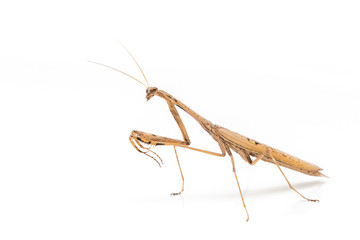 Brown Mantis bug isolate on a white background.