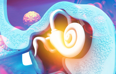 Close up view of inner ear, stapes. 3d illustration.