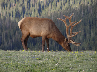 Elk with a huge rack grazing in the Rocky Mountains, Colorado, United States