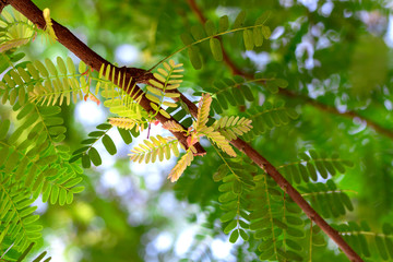 Close up beautiful white flower with green leaves.