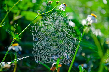 Spiders trap insects in green plants.