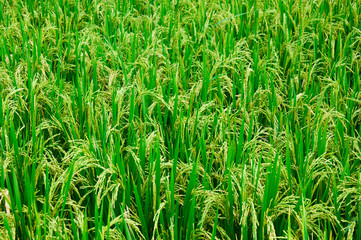 Rice stalks in the fields