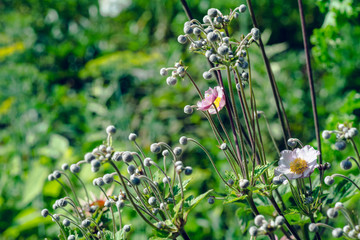 Big Anemone flower in the garden. Selective focus.