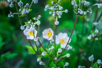 Big Anemone flower in the garden. Selective focus.