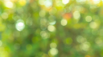 Obraz premium (Defocused) Abstract blurred bokeh Green fresh foliage tree. leaf with morning light, Nature background