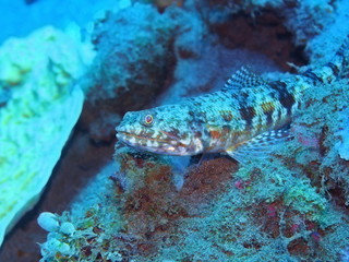 The amazing and mysterious underwater world of Indonesia, North Sulawesi, Manado, lizardfish