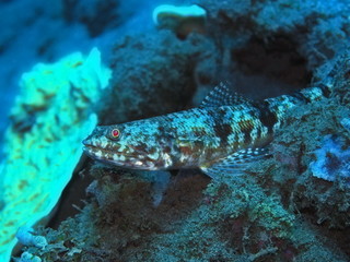 The amazing and mysterious underwater world of Indonesia, North Sulawesi, Manado, lizardfish