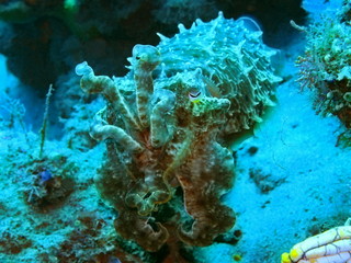 Fototapeta na wymiar The amazing and mysterious underwater world of Indonesia, North Sulawesi, Manado, cuttlefish