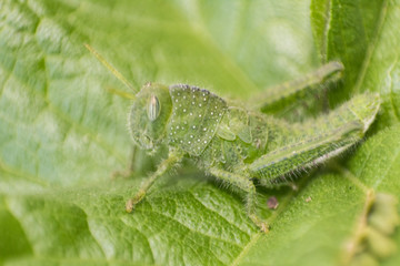 grasshopper on a green leaf