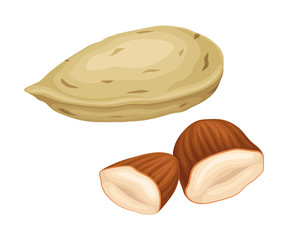 Whole Almond Nut and Half Split Isolated on White Background Vector Item