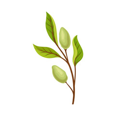 Green Almond Branch with Fruits Vector Illustration