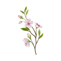 Almond Branch with Flowers and Buds Vector Illustration
