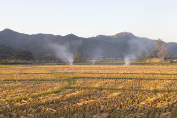 Rice fields that have grown rice growing up at Ready to harvest