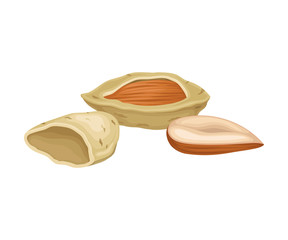 Whole Almond Nut and Half Split Isolated on White Background Vector Item