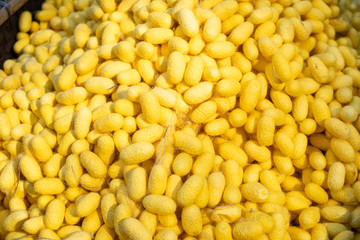 Close up of Yellow Silkworm cocoon. Silk thread and silk