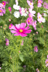 Close up of Cosmos Flower, Cosmos Garden.