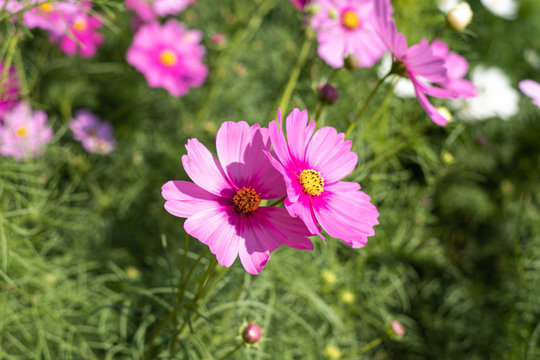 Close up of Cosmos Flower, Cosmos Garden.