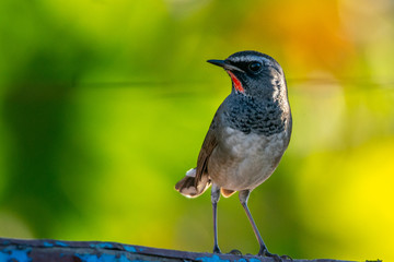 Himalayan Rubythroat