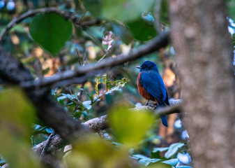 Chestnut Bellied Rockthrush