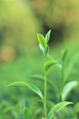 Fototapeta na wymiar green tea leaves