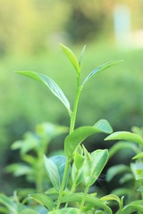 Naklejka premium green tea leaf