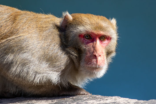 Bonnet Macaque