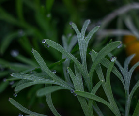 Green leaves of Eschscholzia with dew drops close-up. Californian poppy without flowers with drops of water after rain. 