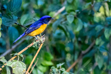 Rufous bellied Niltava
