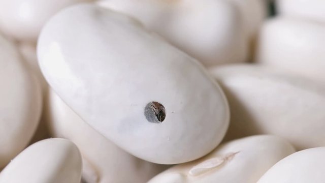 bug tries to get out of white beans.