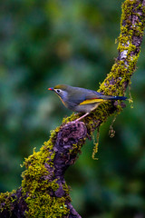 Red billed leiothrix