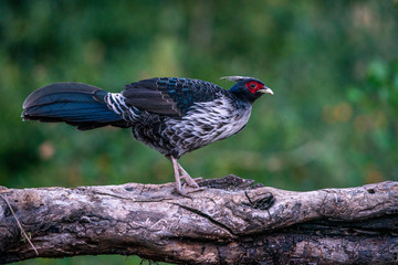 Kalij Pheasant