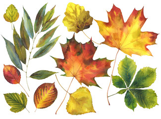 Set of bright autumn leaves - maple, willow, poplar, pear, aspen, chestnut isolated on white. Watercolor  illustration for frame or border, garden themed design, greeting card, autumn festival