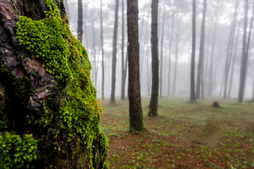 Fototapeta premium Big trees with mist