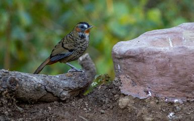 Rufous Chinned Laughingthrush