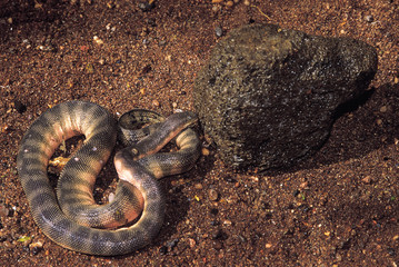 Enhydrina schistosa. Hook-nosed Sea Snake. Venomous. Captive specimen. Maharashtra, India.