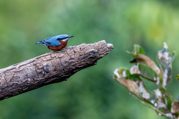 Chestnut Bellied Nuthatch