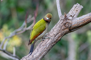 Lesser Yellownape
