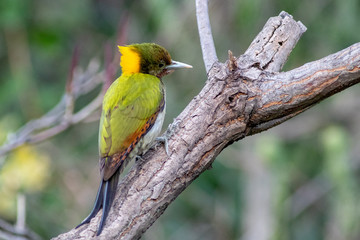 Lesser Yellownape