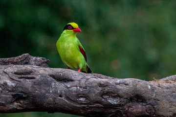 Common Green Magpie