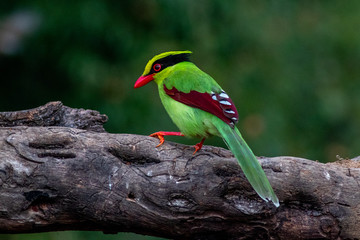 Common Green Magpie